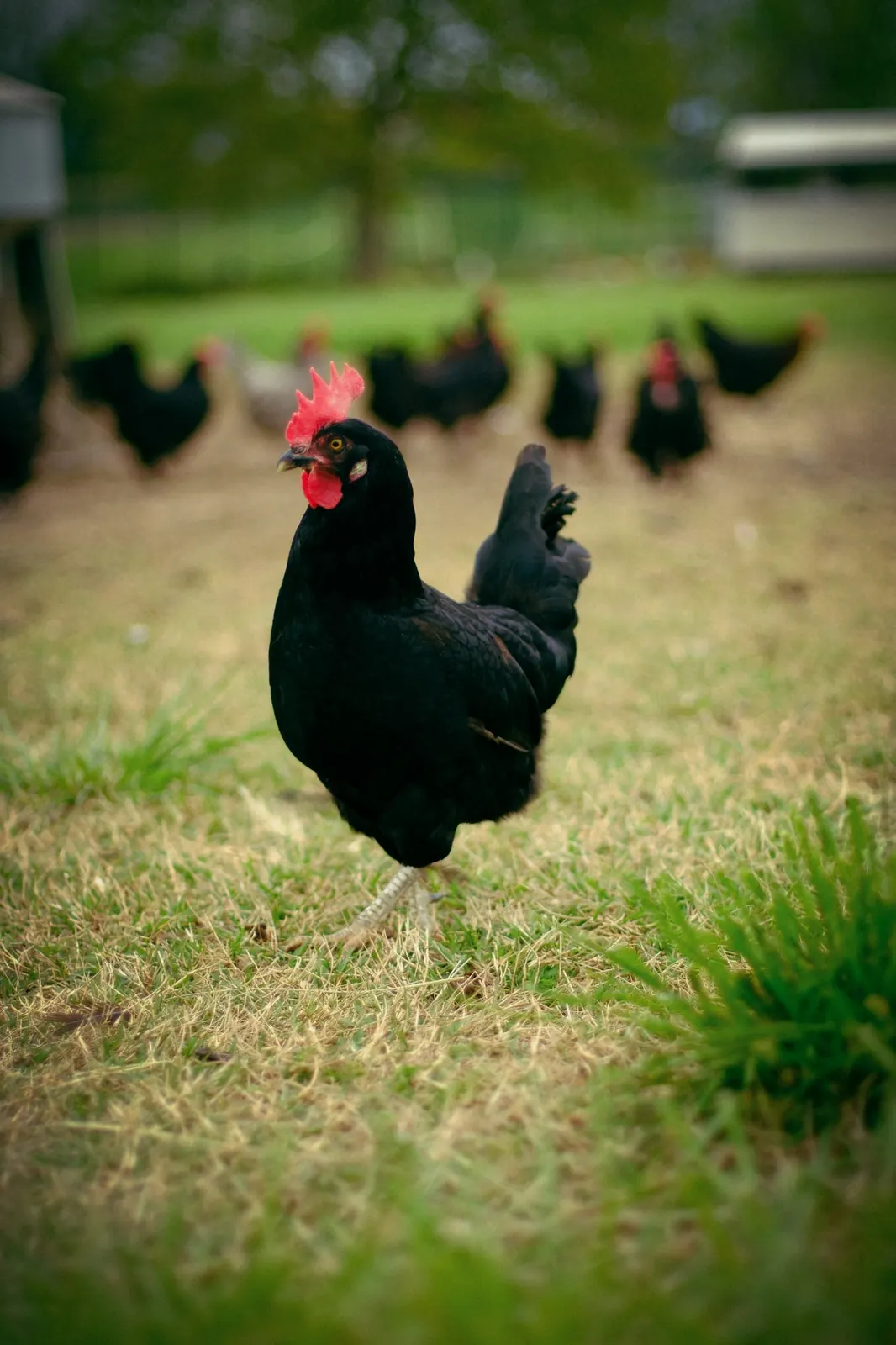 Ancestrale — Netural Coop